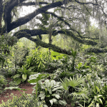 Public gardens in Orlando: image of a large oak tree and lush foliage at Harry P. Leu Gardens in downtown Orlando, Florida