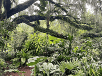 Public gardens in Orlando: image of a large oak tree and lush foliage at Harry P. Leu Gardens in downtown Orlando, Florida