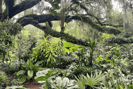 Public gardens in Orlando: image of a large oak tree and lush foliage at Harry P. Leu Gardens in downtown Orlando, Florida