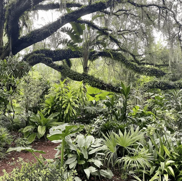 Public gardens in Orlando: image of a large oak tree and lush foliage at Harry P. Leu Gardens in downtown Orlando, Florida