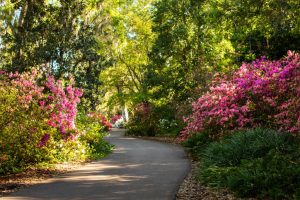 Orlando outdoor dates: image of azaleas blooming at Bok Tower Gardens in Lake Wales, Florida