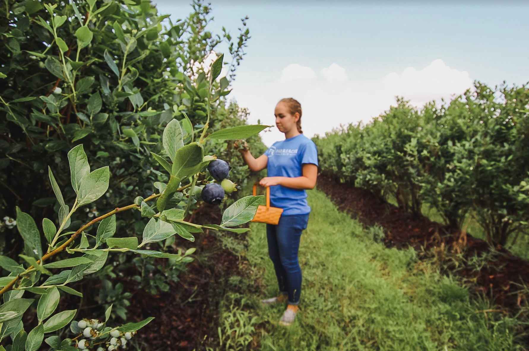 Blueberry picking near Orlando: picture of a girl picking her own blueberries at Far Reach Ranch, Tavares