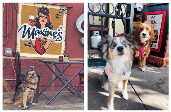 Dog-friendly places to go in Orlando: image of dogs hanging out at Maxine's On Shine restaurant in Orlando