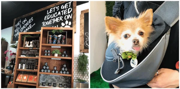 Dog shops in Orlando: image of a pup and products in this dog-friendly shop called Nak'd in Winter Park Florida