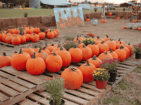 Pumpkin patches Orlando: image of pumpkins at Amber Brooke Farms in Eustis, Florida.
