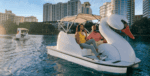 Romantic things to do Orlando: rent swan boats at Lake Eola in downtown Orlando