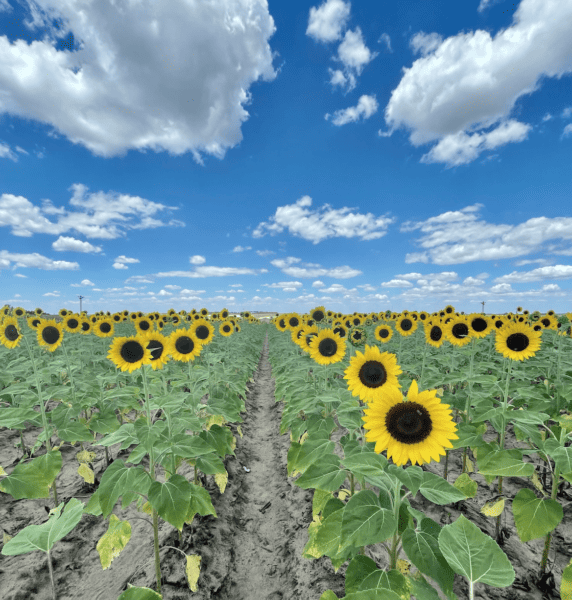 Sunflowers Orlando: image of rows of sunflowers where you can pick your own sunflowers at Southern Hill Farms Clermont