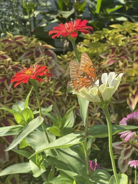 Free & cheap things to do in Orlando: image of a butterfly on a flower at Harry P. Leu Gardens in Orlando 