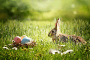easter egg and rabbit
