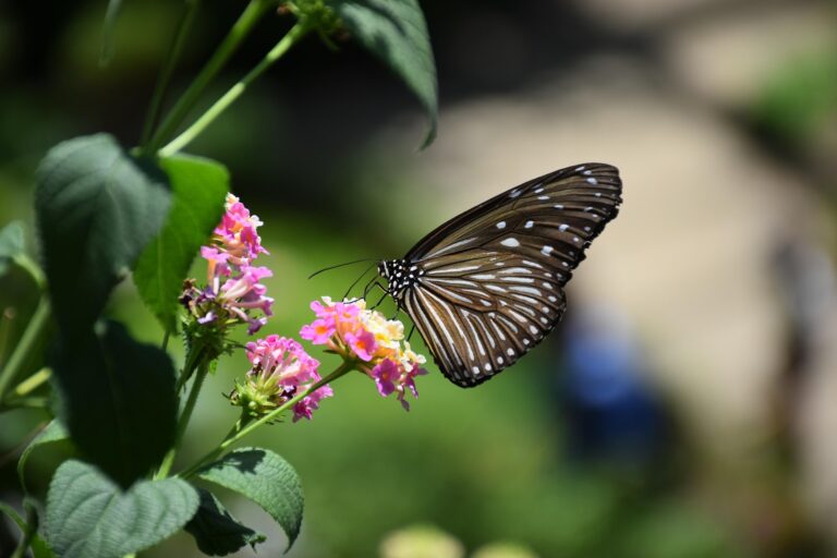 Great Florida Pollinator Census at the Mount Dora Library