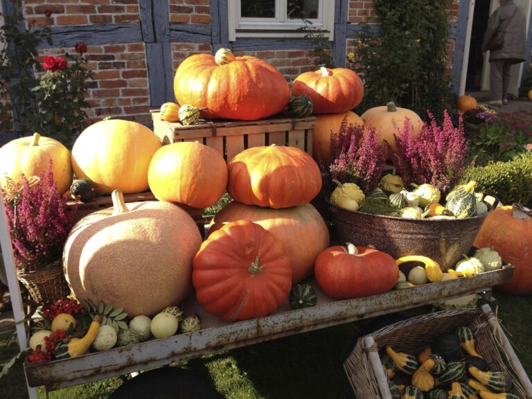 Central Florida Fall Festival at Amber Brooke Farms, Eustis
