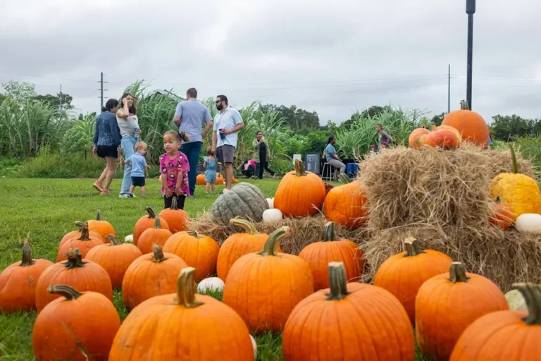 4Roots Harvest Festival